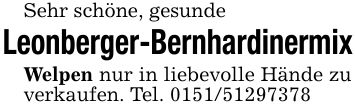Sehr schöne, gesundeLeonberger-BernhardinermixWelpen nur in liebevolle Hände zu verkaufen. Tel. ***