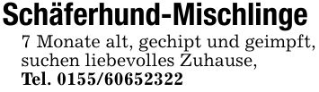 Schäferhund-Mischlinge7 Monate alt, gechipt und geimpft, suchen liebevolles Zuhause,Tel. ***