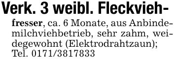 Verk. 3 weibl. Fleckvieh-fresser, ca. 6 Monate, aus Anbindemilchviehbetrieb, sehr zahm, weidegewohnt (Elektrodrahtzaun);Tel. ***