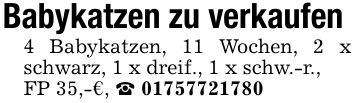 Babykatzen zu verkaufen 4 Babykatzen, 11 Wochen, 2 x schwarz, 1 x dreif., 1 x schw.-r.,FP 35,-€, _ ***