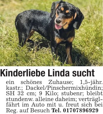Kinderliebe Linda sucht ein schönes Zuhause; 1,5-jähr. kastr.; Dackel/Pinschermixhündin; SH 32 cm; 9 Kilo; stubenr; bleibt stundenw. alleine daheim; verträglfährt im Auto mit u. freut sich bei Reg. auf Besuch Tel. ***