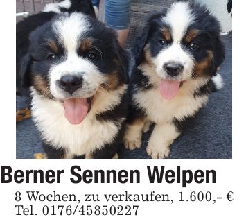 Berner Sennen Welpen8 Wochen, zu verkaufen, 1.600,- €Tel. ***