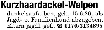 Kurzhaardackel-Welpendunkelsaufarben, geb. 15.6.26, als Jagd- o. Familienhund abzugeben, Eltern jagdl. gef., _ ***