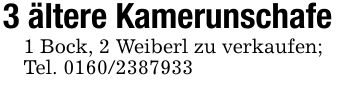 3 ältere Kamerunschafe1 Bock, 2 Weiberl zu verkaufen;Tel. ***