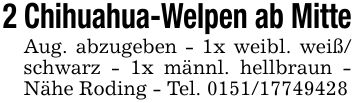 2 Chihuahua-Welpen ab MitteAug. abzugeben - 1x weibl. weiß/ schwarz - 1x männl. hellbraun - Nähe Roding - Tel. ***