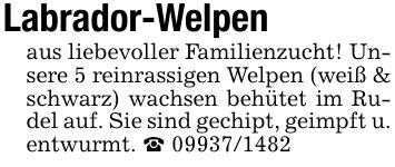Labrador-Welpen aus liebevoller Familienzucht! Unsere 5 reinrassigen Welpen (weiß & schwarz) wachsen behütet im Rudel auf. Sie sind gechipt, geimpft u. entwurmt. _ ***