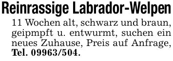 Reinrassige Labrador-Welpen11 Wochen alt, schwarz und braun, geipmpft u. entwurmt, suchen ein neues Zuhause, Preis auf Anfrage, Tel. ***.