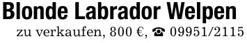 Blonde Labrador Welpenzu verkaufen, 800 €, _ ***