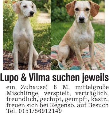 Lupo & Vilma suchen jeweilsein Zuhause! 8 M. mittelgroße Mischlinge, verspielt, verträglich, freundlich, gechipt, geimpft, kastr., freuen sich bei Regensb. auf Besuch Tel. ***