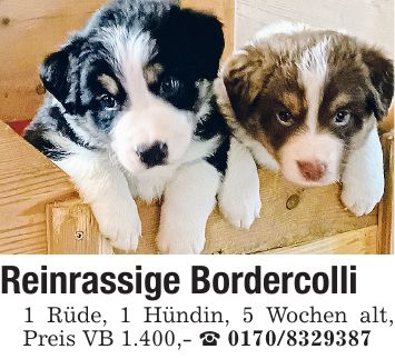 Reinrassige Bordercolli 1 Rüde, 1 Hündin, 5 Wochen alt, Preis VB 1.400,- _ ***