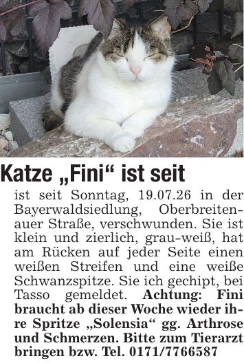 Katze 