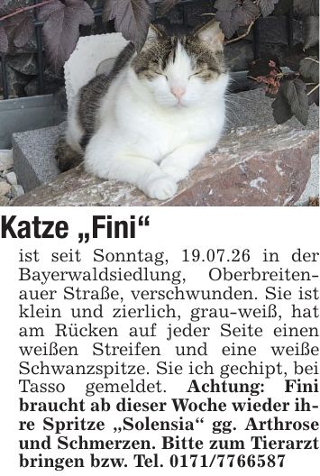Katze 