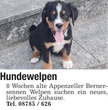 Hundewelpen 8 Wochen alte Appenzeller Bernersennen Welpen suchen ein neues, liebevolles Zuhause. Tel. ***