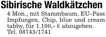 Sibirische Waldkätzchen4 Mon., mit Stammbaum, EU-Pass Impfungen, Chip, blue und cream tabby, für 1.100,- € abzugeben.Tel. ***