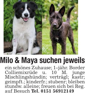 Milo & Maya suchen jeweils ein schönes Zuhause; 1-jähr. Border Colliemixrüde u. 10 M. junge Mischlingshündin; verträgl; kastr; geimpft.; kinderfr.; stubenr; bleiben stundw. alleine; freuen sich bei Reg. auf Besuch Tel. ***
