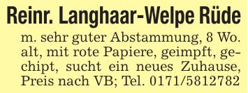 Reinr. Langhaar-Welpe Rüdem. sehr guter Abstammung, 8 Wo. alt, mit rote Papiere, geimpft, gechipt, sucht ein neues Zuhause, Preis nach VB; Tel. ***