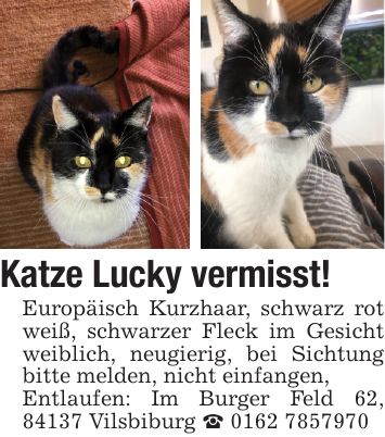 Katze Lucky vermisst!Europäisch Kurzhaar, schwarz rot weiß, schwarzer Fleck im Gesicht weiblich, neugierig, bei Sichtung bitte melden, nicht einfangen,Entlaufen: Im Burger Feld 62, 84137 Vilsbiburg _ ***