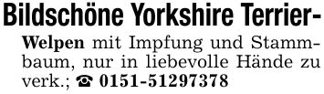 Bildschöne Yorkshire Terrier-Welpen mit Impfung und Stammbaum, nur in liebevolle Hände zu verk.; _ ***