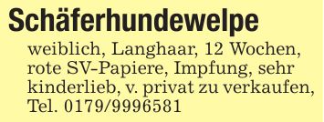 Schäferhundewelpe weiblich, Langhaar, 12 Wochen,rote SV-Papiere, Impfung, sehrkinderlieb, v. privat zu verkaufen,Tel. ***