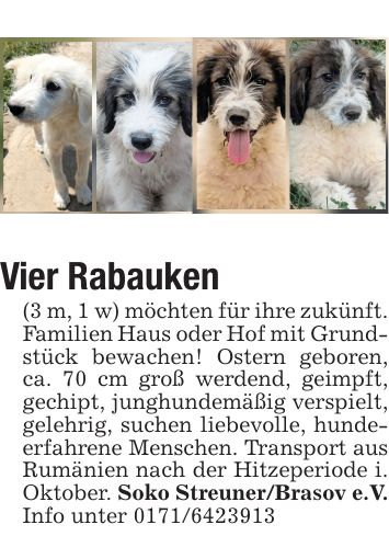 Vier Rabauken (3 m, 1 w) möchten für ihre zukünft. Familien Haus oder Hof mit Grundstück bewachen! Ostern geboren, ca. 70 cm groß werdend, geimpft, gechipt, junghundemäßig verspielt, gelehrig, suchen liebevolle, hundeerfahrene Menschen. Transport aus Rumänien nach der Hitzeperiode i. Oktober. Soko Streuner/Brasov e.V. Info unter ***