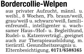 Bordercollie-Welpenaus privater Aufzucht, männl. u. weibl., 8 Wochen, Fb. braun/weiß, grau/weiß u. schwarz/weiß, familienfreundl., intelligenter u. wachsamer Haus-/Hof- u. Begleithund, Rudel- u. Katzenverträgl., geeignet auch zur Therapieausbildung, m. tierärztl. Gesundheitszeugnis u.Elternbesichtigung, ***