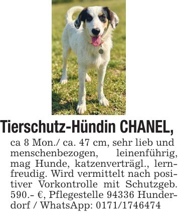 Tierschutz-Hündin CHANEL, ca 8 Mon./ ca. 47 cm, sehr lieb und menschenbezogen, leinenführig, mag Hunde, katzenverträgl., lernfreudig. Wird vermittelt nach positiver Vorkontrolle mit Schutzgeb. 590.- €, Pflegestelle 94336 Hunderdorf / WhatsApp: ***