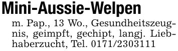 Mini-Aussie-Welpenm. Pap., 13 Wo., Gesundheitszeugnis, geimpft, gechipt, langj. Liebhaberzucht, Tel. ***