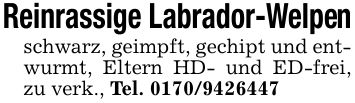 Reinrassige Labrador-Welpenschwarz, geimpft, gechipt und entwurmt, Eltern HD- und ED-frei, zu verk., Tel. ***