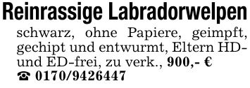 Reinrassige Labradorwelpenschwarz, ohne Papiere, geimpft, gechipt und entwurmt, Eltern HD- und ED-frei, zu verk., 900,- €_ ***