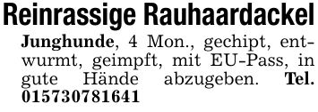 Reinrassige RauhaardackelJunghunde, 4 Mon., gechipt, entwurmt, geimpft, mit EU-Pass, in gute Hände abzugeben. Tel. ***
