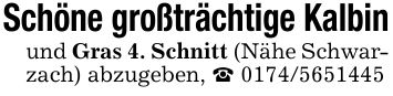 Schöne großträchtige Kalbinund Gras 4. Schnitt (Nähe Schwarzach) abzugeben, _ ***