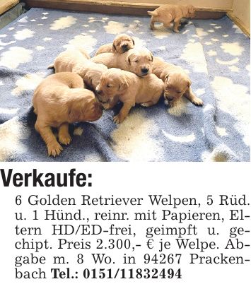 Verkaufe: 6 Golden Retriever Welpen, 5 Rüd. u. 1 Hünd., reinr. mit Papieren, Eltern HD/ED-frei, geimpft u. gechipt. Preis 2.300,- € je Welpe. Abgabe m. 8 Wo. in 94267 Prackenbach Tel.: ***