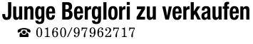 Junge Berglori zu verkaufen _ ***