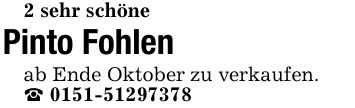 2 sehr schönePinto Fohlenab Ende Oktober zu verkaufen._ ***