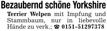 Bezaubernd schöne YorkshireTerrier Welpen mit Impfung und Stammbaum, nur in liebevolle Hände zu verk.; _ ***