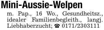 Mini-Aussie-Welpenm. Pap., 16 Wo., Gesundheitsz., idealer Familienbegleith., langj. Liebhaberzucht; _ ***